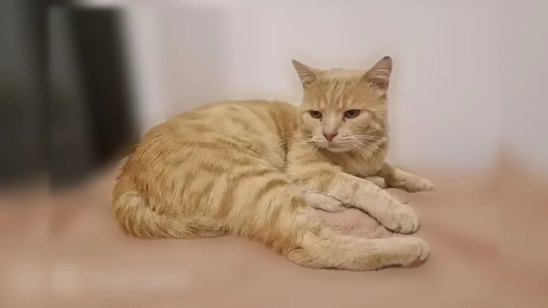 Chat perdu mâle, Passage de l'Arborétum, 2, Orléans - craintif, pucé, vacciné - photo