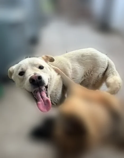 Lost dog, Indian Street, 12013, Moreno Valley - male Labrador mix - photo