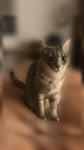 Chat perdu, femelle, Rue Neuve, 24, Vergèze - gris et mince - photo
