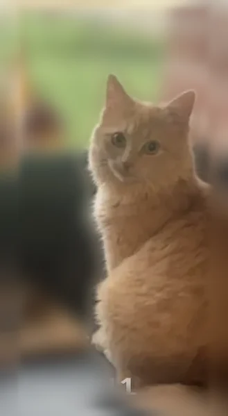 Chat perdu femelle, La Sentinelle, Rouen - chatte rousse à poil long - photo