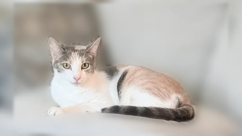 Lost cat, Kaileolea Drive, Ewa Beach - female, diluted tabby-co with green eyes - photo