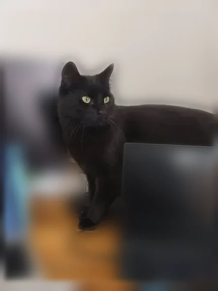 Chat perdu, Rue Guermond, 21, Amiens - femelle, très peureux - photo