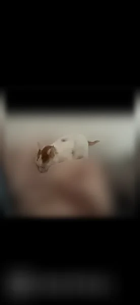 Chat perdu mâle, Saint-Floret, Vitry-sur-Seine - castré et pucé - photo