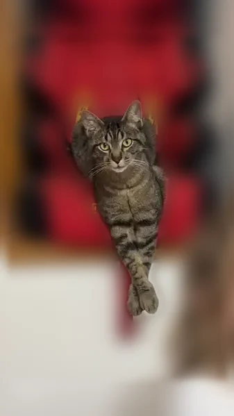 Chat perdu mâle, Chemin du Barthelon, Coublevie, Montpellier - castré et pucé - photo