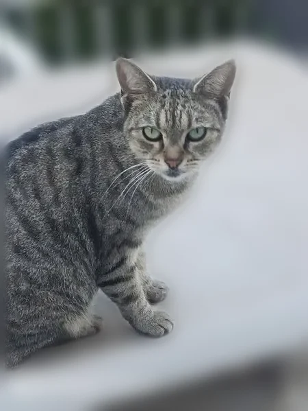 Perdu chat femelle, Rue Arago, Dijon - tigrée, yeux verts - photo