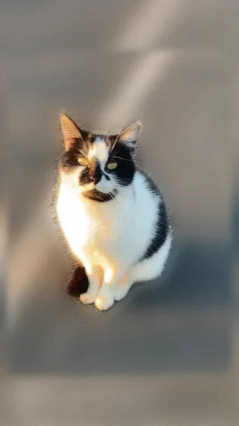 Chat perdu femelle, Charentilly, Artannes-sur-Indre - noire et blanche, peureuse - photo