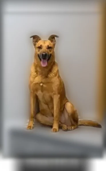 Lost dog, Crossroads, Leasburg, Missouri - male, reddish brown, 11 years old - photo