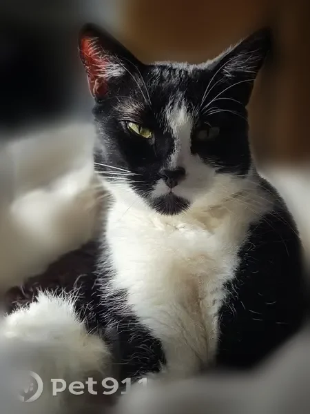 Chat perdu mâle, Rue du Transvaal, 33, Dijon - noir et blanc, yeux verts clairs/jaunes - photo