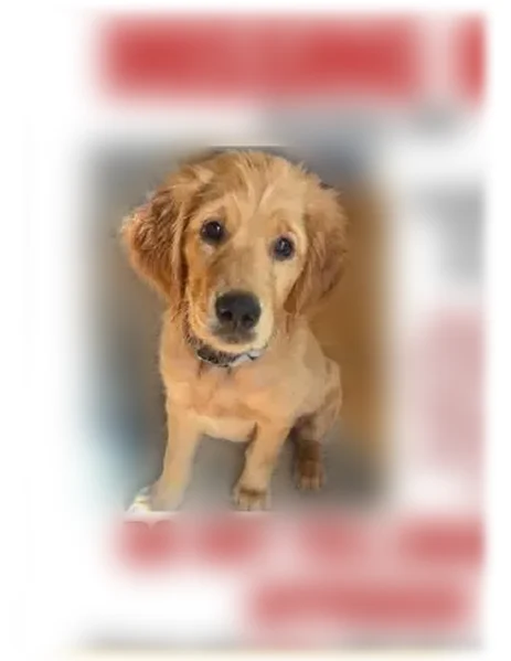 Lost dog, female, Cloverdale - black checkered bandana - photo