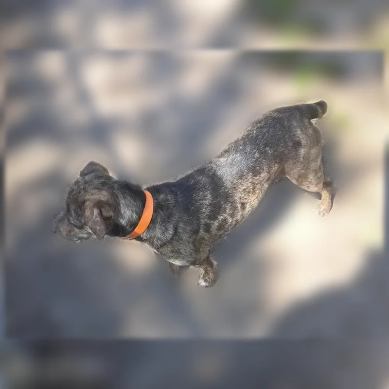 Lost dog, Lawson Road, 17200, Little Rock, Stilwell - female, Brindle coat, hunters orange collar, Jurassic World shirt - photo