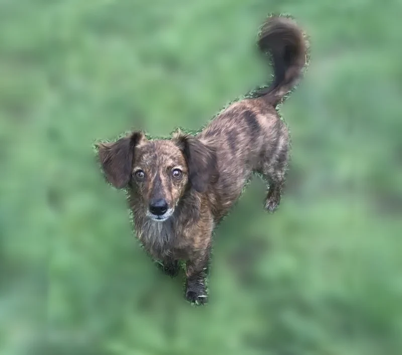 Lost dog, Lovett Avenue, 7311, Dallas - male, long ears - photo
