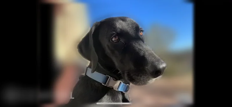 Lost dog, Upper Salt River while paddling upstream, Rock House - male black lab/hound mix - photo