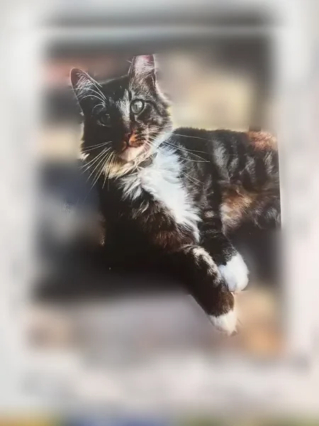 Lost cat, Jarvin Road, Port Jefferson Station, Elmont - male, friendly, black collar - photo