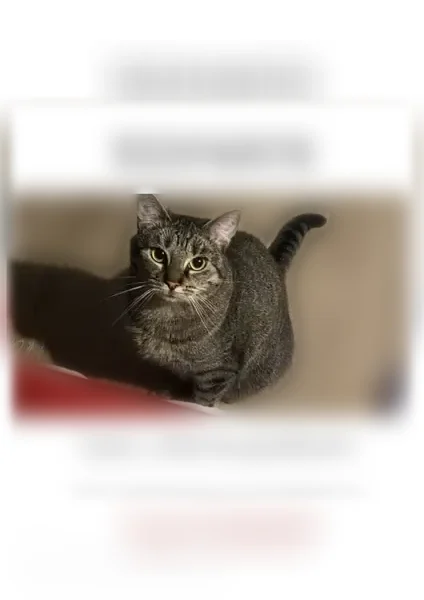 Perdu chat femelle, Rue de la Bassée, 85, Lille - chatte tigre - photo