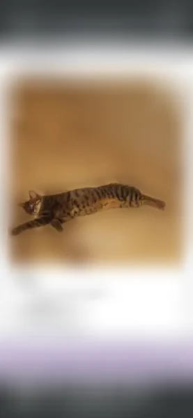 Chat perdu, Rue Claude Debussy, Melun - femelle tigrée, a mis bas - photo