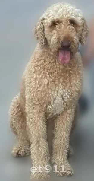 Lost dog, McKinney Avenue, 801, Princeton - female, curly tan coat - photo