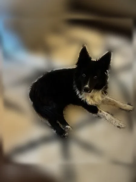 Lost dog, White Avenue, 8522, St. Louis - 16 years old, mostly deaf - photo
