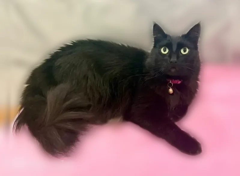 Lost cat, female, Sycamore Court, 2220, Los Altos - pink collar with a small bell - photo