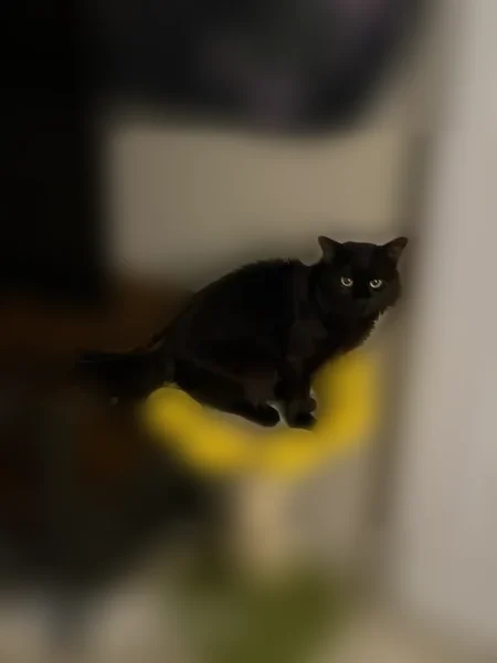 Lost cat, Lafayette Plaza, 11013, Omaha — male, green eyes - photo