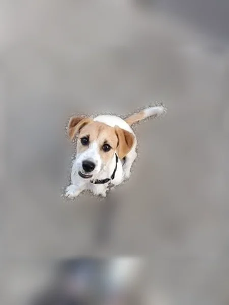 Chien perdu, Rue de Nivillers, 6 Ter, Beauvais - femelle jack Russell x - photo