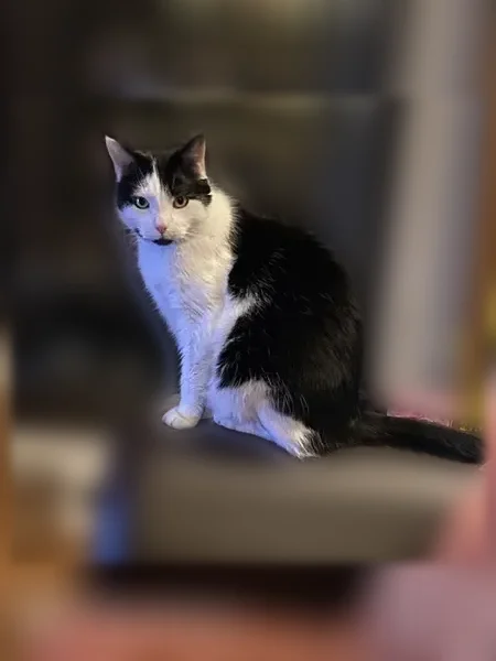Chat perdu mâle, Rue de Soufflenheim, Strasbourg - craintif mais gentil - photo
