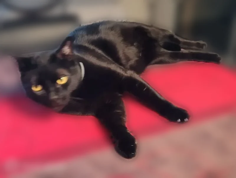 Chat perdu mâle, Boulevard Jean Moulin, 35, Cébazat - noir, très peureux - photo