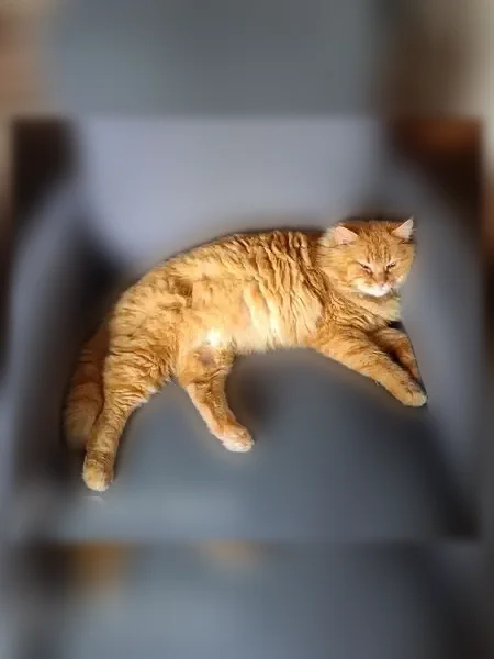 Chat perdu mâle, Rue du Cornet, 6, Auzebosc - roux à poil long, pucé - photo