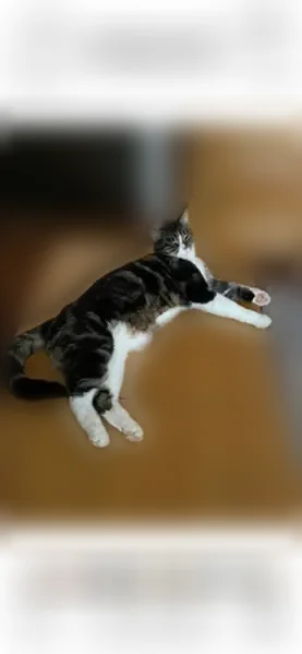 Chat perdu mâle, Rue Sainte-Geneviève, 16, Le Tremblay-sur-Mauldre, Gargenville - grand, tigré et blanc - photo