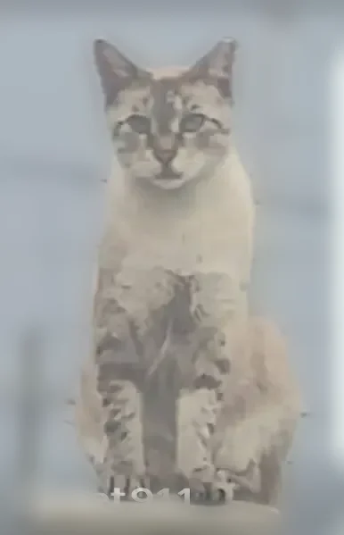 Lost cat, Lakeland, Florida — male lynx point Siamese, neutered, cropped ear - photo