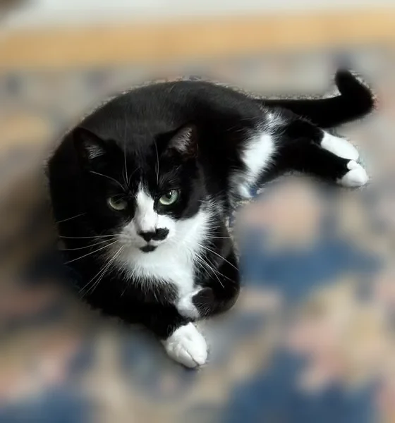 Chat perdu femelle, Rue Godefroy, 57, Paris — craintive avec les inconnus - photo