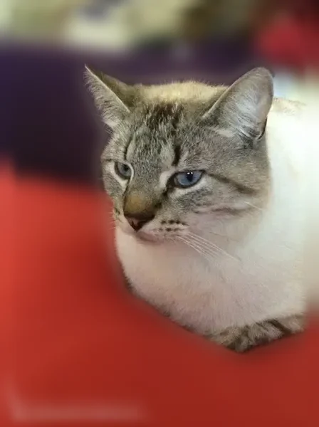 Chat perdu mâle, Savigny-le-Temple — beige et rayé gris, yeux bleus - photo
