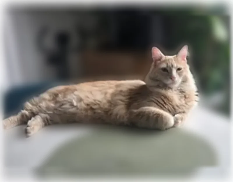 Chat perdu, Rue de la Mairie, 136, Cranves-Sales, Paris — mâle croisé beige uni - photo
