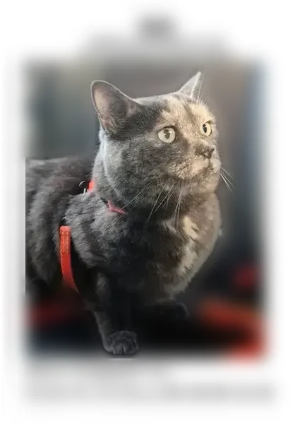 Chat perdu femelle, Place de la République, 5, Genas - harnais orange et laisse - photo