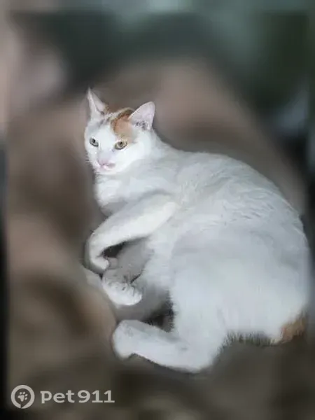 Chat perdu mâle, Impasse Camille Desmoulins, Bourges - blanc, queue rousse, tache rousse près du nez - photo