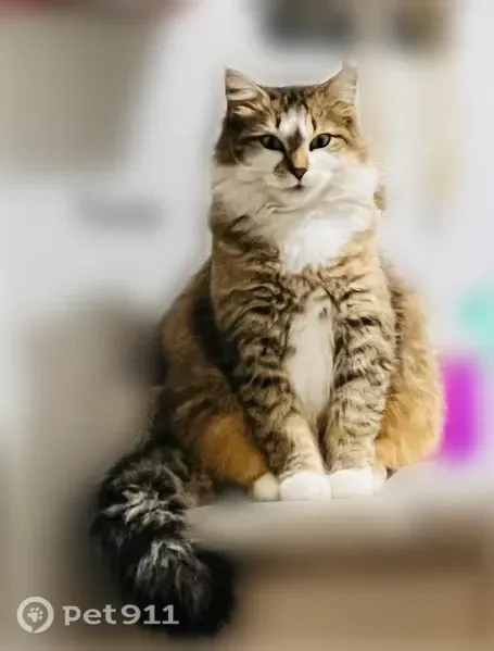 Lost cat, Joyce Street, 441, Arlington - female, long-haired, mostly white and tan - photo