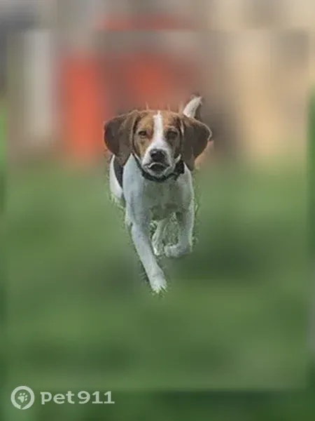 Missing dog Male, Arlington (usl542383) - photo
