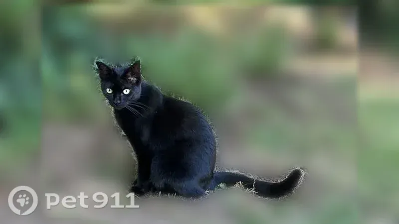Chat perdu, femelle, Rue de Stockholm, 24, Caen - chatte noire aux yeux verts - photo