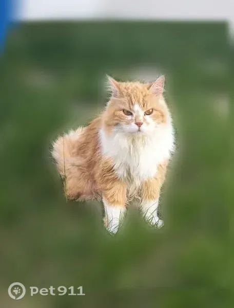 Chat perdu femelle, Rue de la Tour d'Auvergne, 7, Concarneau, Crozon - angora roux-blanc - photo