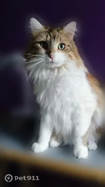 Perdu chat femelle, Kergall, Mellac, Bannalec - sortie le mercredi 25 juin au soir - photo