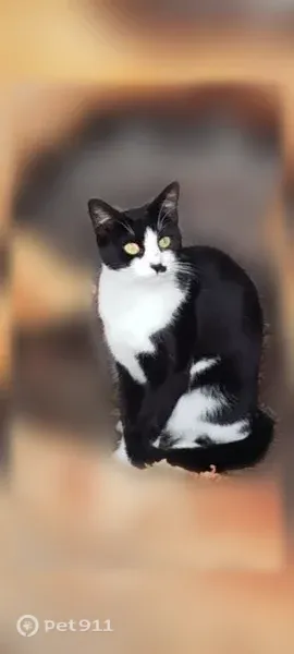 Chat perdu, Rue Auguste Potié, 31, Haubourdin, Lille - femelle, chatte noire et blanche avec tache noire au bout du nez - photo