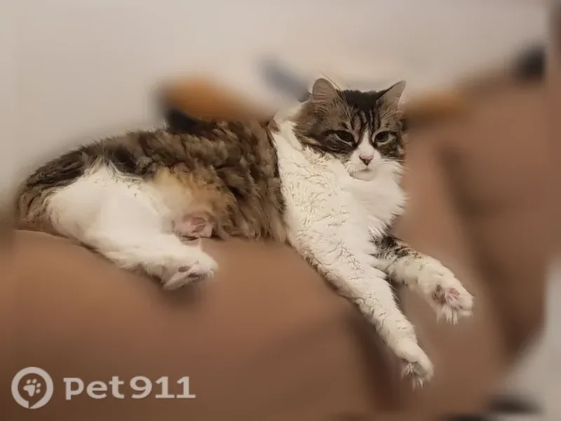 Chat perdu mâle, Rue du Câble, 14, Les Hauts-d'Anjou, Roybon - à poil long, tigré brun/noir - photo