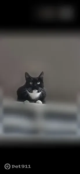Chat perdu, Rue Boris Vian, Chambray-lès-Tours, Gien - femelle, noire et blanche sur le menton, le cou et les pattes - photo