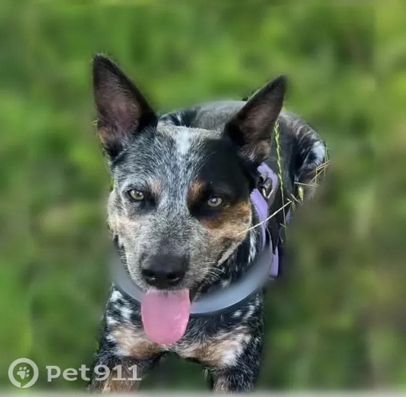 Lost dog, Dove Lane, 1558, Corpus Christi - female, loves to swim - photo