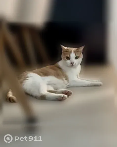 Chat perdu mâle, Place de la Comté, 15, La Trinité - blanc et beige - photo