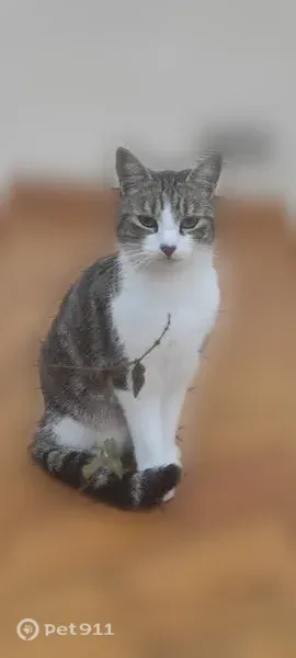 Chat perdu mâle, Grande Rue, Bassou, Aulnay-sous-Bois - européen tigré et blanc - photo