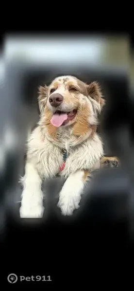 Lost dog, Slayton Drive, 1008, Las Vegas - female - photo