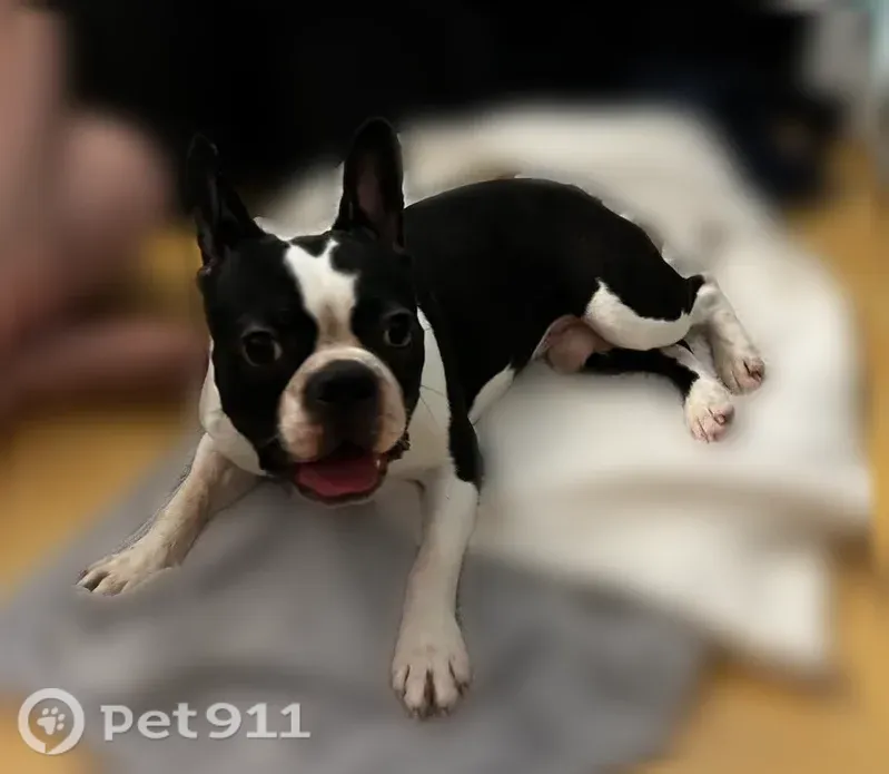 Found dog, Cutler Bay, Florida, Ashburn - small French Bulldog - photo