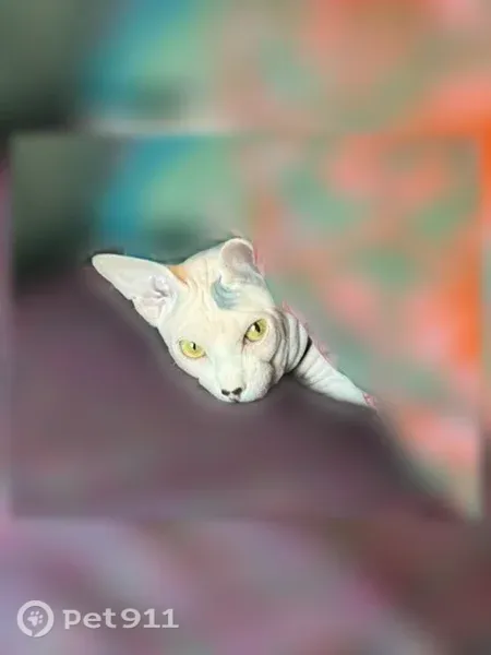 Lost cat, Atlantic Beach, Florida, Orlando - pink with grey spots - photo