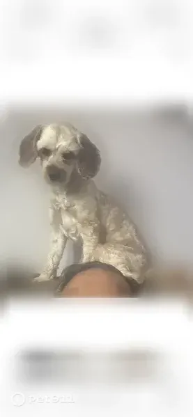 Lost dog, Malcolm Avenue, 399, New Castle — female, light brownish Cavapoo - photo