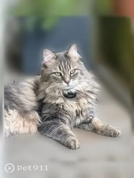 Chat perdu mâle, Avenue du Chater, 13, Paris - gris à poils longs, très craintif - photo